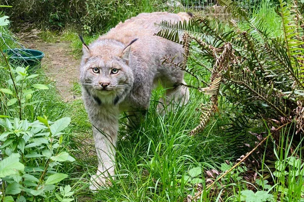 Foto mostra felino de grande porte que morreu de gripe aviária no Wild Felid Advocacy Center of Washington felinos gripe aviária