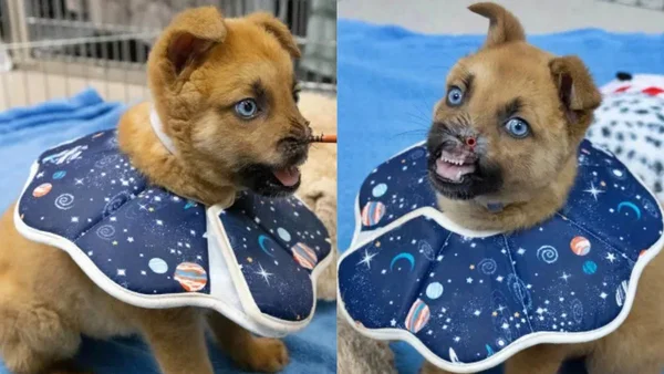 Fotos coloridas de cão filhote com ferimento no nariz