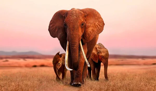 Conheça os animais com olfatos mais aguçados do mundo