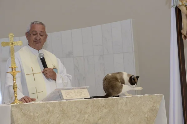 Gato invade altar durante batizado e deixa fiéis apaixonados