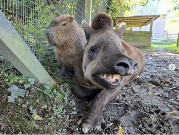 Anta e capivara - Metrópoles