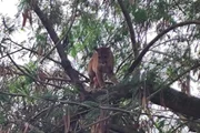 Onça-parda invade sítio, sobe em árvore e mobiliza operação em SP - imagem 4