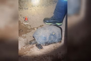 Ele estava com a pata queimada, partes do corpo em processo de descamação e o casco ainda aquecido devido ao fogo. Ele estava com a pata queimada, partes do corpo em processo de descamação e o casco ainda aquecido devido ao fogo.