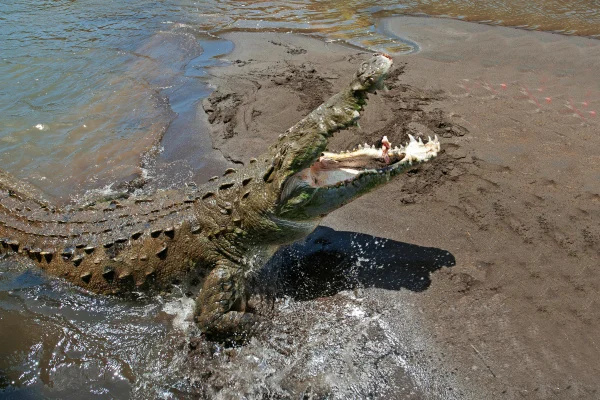 Uma incrível variedade de aves tropicais e animais selvagens pode ser encontrada ao longo das margens do rio Tarcoles, que deságua no Oceano Pacífico, na costa oeste da Costa Rica. - predador - Metrópoles