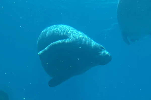 Aos 71 anos, peixe-boi conquista o título de mais velho do mundo