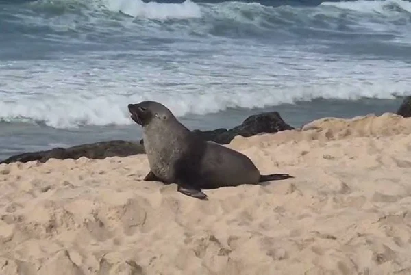 Joca, o lobo-marinho, encanta banhistas na Praia de Ipanema. Vídeo