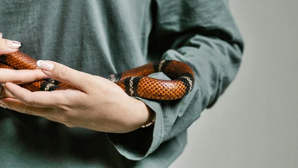 Imagem mostra uma cobra de cor avermelhada sendo segurada por uma mulher