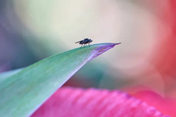 Insetos