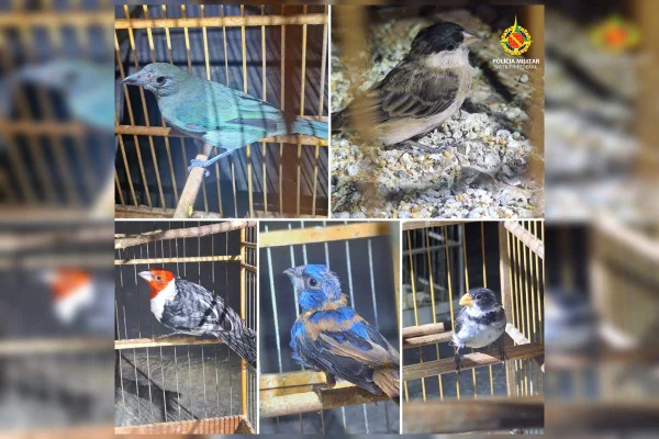 Aves Silvestres