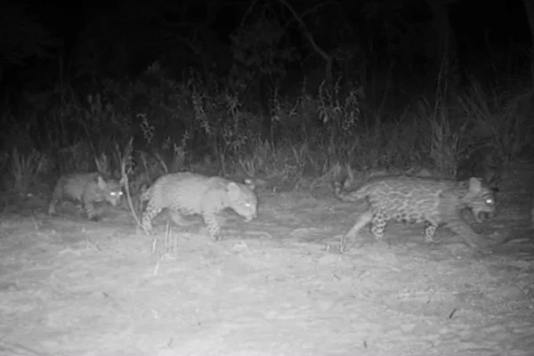 Cenas inéditas: onça-pintada dá à luz trigêmeos no Cerrado. Vídeo