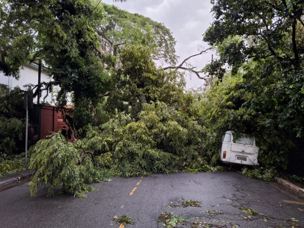 Imagem mostra árvore derrubada durante a chuva e rajadas de vento - Metrópoles