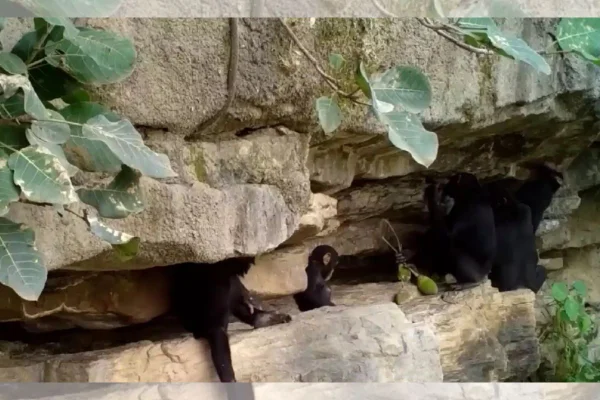 Imagens inéditas mostram chimpanzés ensinando filhotes a usar ferramentas