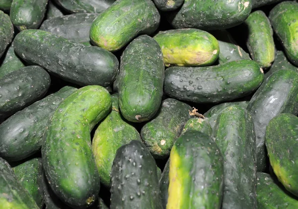 Pepino contaminado causa surto de infecção por salmonela nos EUA