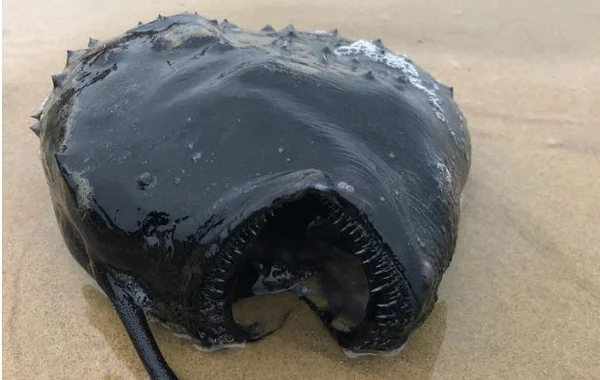 Peixe raríssimo e assustador é visto em praia da Califórnia