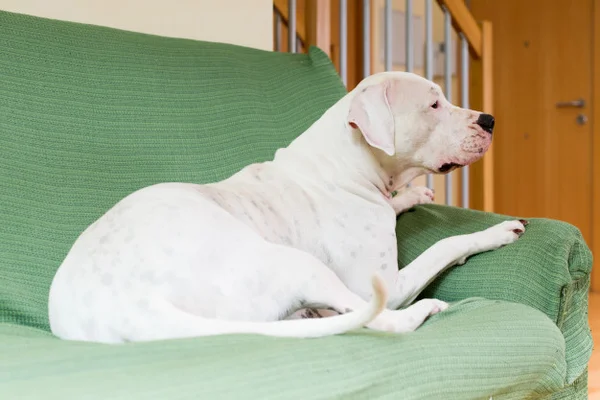 7 coisas que você provavelmente não sabe sobre o rabo do cachorro