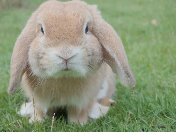 Avon anuncia fim dos testes em animais em todas as linhas