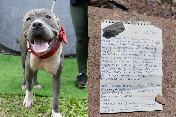 Montagem com a foto de um cachorro e de um bilhete - Metrópoles