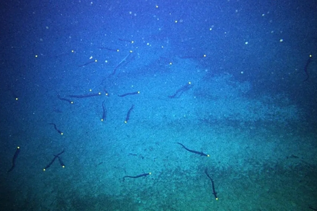 Panorama: 2,8 milhões de enguias se encontram em monte submarino para reprodução