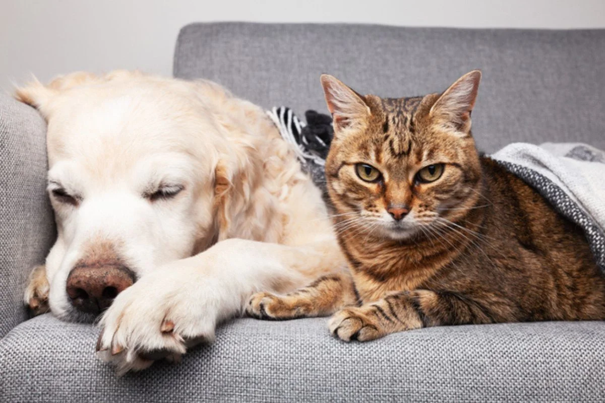 Ração não é tudo igual: saiba escolher a ideal para seu pet