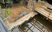 Recinto de crocodilos do Johnson's of Old Hurst, zoo na Inglaterra 
