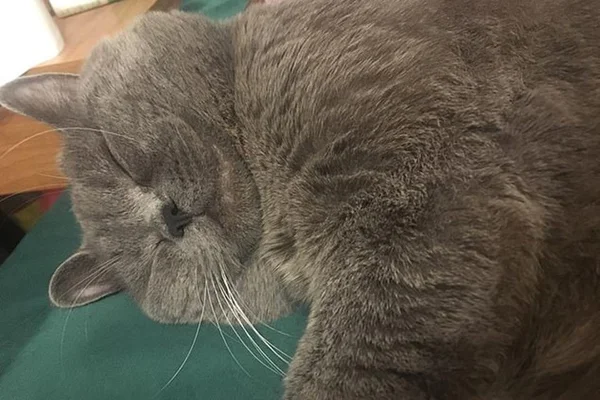 Gato é levado para tomar glicose após transar com 5 fêmeas em hotel