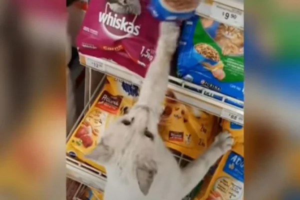 Gatinho pedindo comida é o bicho pets