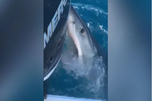 Tubarão branco curioso morde barco de pescadores na Flórida. Veja vídeo