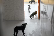 Família de filhotes resgatados e que também já se encontram no abrigo temporário.