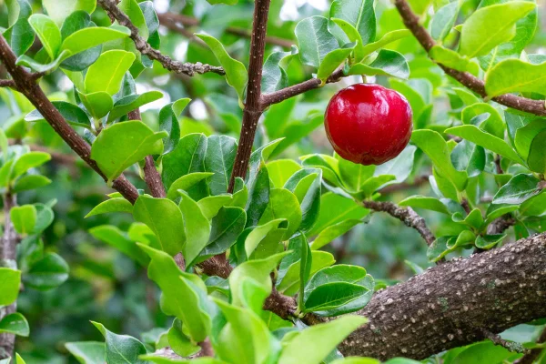 A acerola pode ser propagada por sementes, estacas ou outros métodos. metrópoles