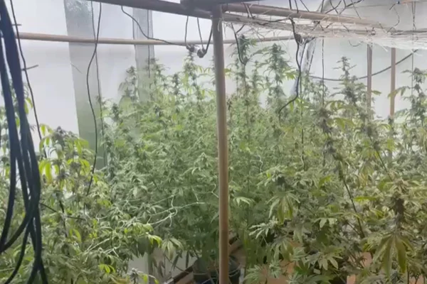 Laboratório de maconha é flagrado dentro de casa; três homens são presos