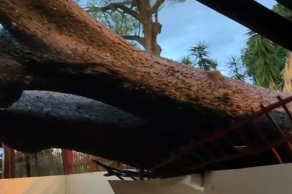 Chuva: Defesa Civil interdita casa na Asa Norte atingida por árvore