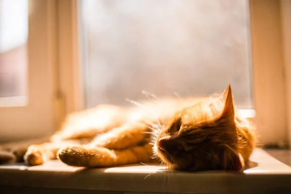 Gato deitado no sol