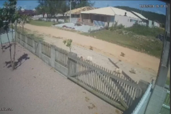 Imagem colorida, cachorros passeando na rua - Metrópoles