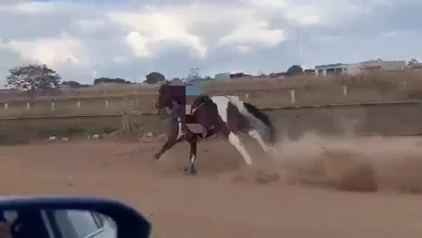 imagem colorida cavalo em disparada com moça montada goias