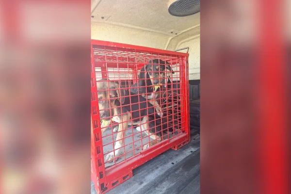 Cães feridos com espinhos em MG