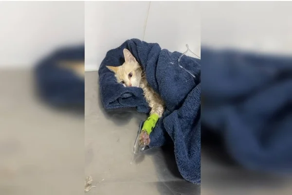 gato sento atendido em clínica vevetrinária