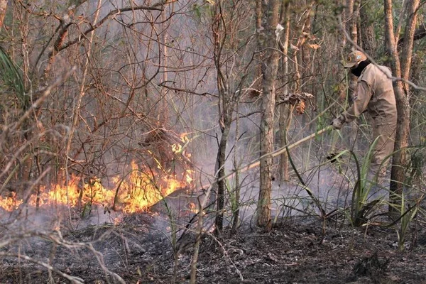 Incêndios queimam 122 mil hectares no Pantanal de MS