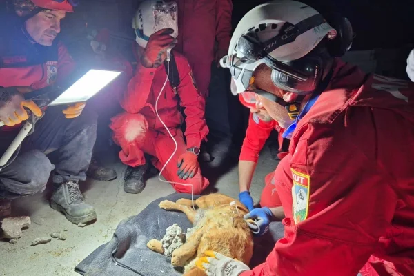 Presa em concreto endurecido, cadela é resgatada a 1 metro de profundidade - destaque galeria Presa em concreto endurecido, cadela é resgatada a 1 metro de profundidade - destaque galeria