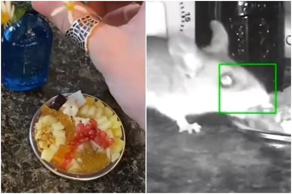 rato comida tiktok