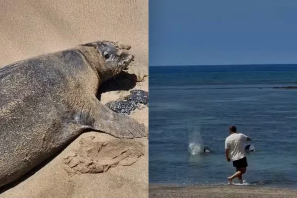 Foto de foca e de turista atingindo a com pedra