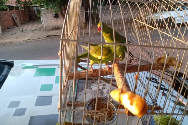 Aves silvestres eram mantidas em cativeiro há 15 anos por mulher em SP