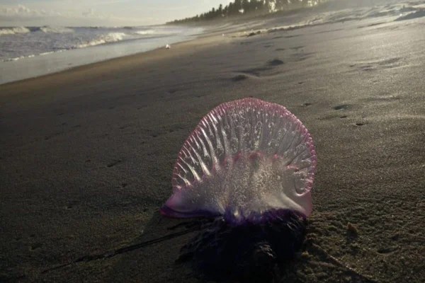 Imagem colorida de água-viva roxa em praia - Metrópoles