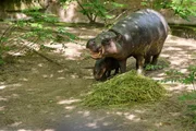 Pãozinho tem explorado seu recinto externo ao lado de sua mãe, Debbie Pãozinho tem explorado seu recinto externo ao lado de sua mãe, Debbie