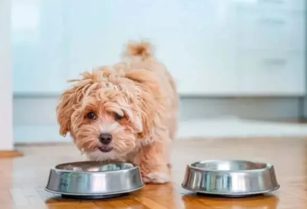 cachorro comendo ração