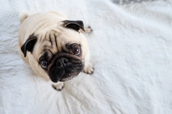 10 curiosidades incríveis sobre a raça pug