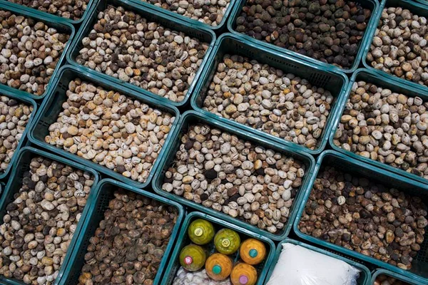 Cooperativa cria loja virtual e ajuda agricultores familiares na pandemia