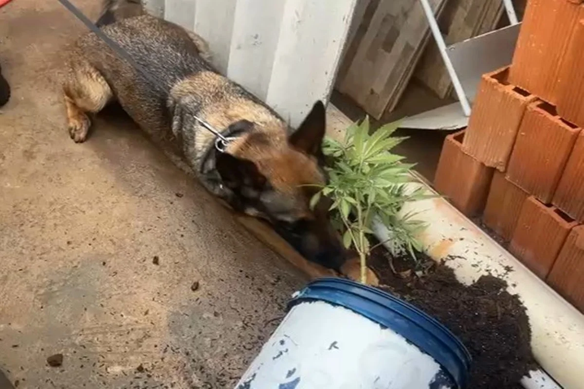 K-9 acha cultivo de maconha K-9 acha cultivo de maconha
