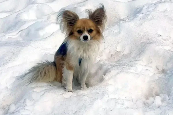 Conheça cachorrinho que virou herói ao salvar tutor de uma queda grave