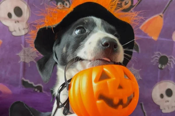 Cachorro fantasiado de Halloween - Metrópoles
