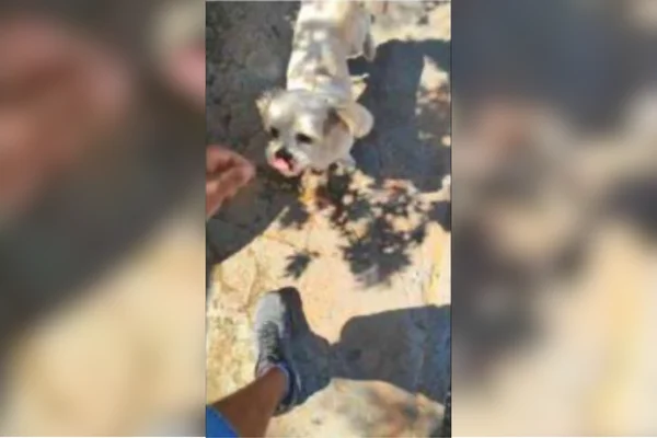 Imagem colorida de um cachorro branco utilizado para o PCC obter informações de Roberto Medina - Metrópoles